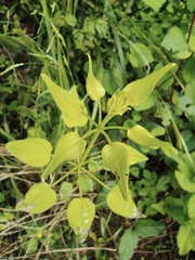 Rubia cordifolia
