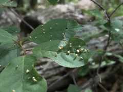 Eriophyes emarginatae