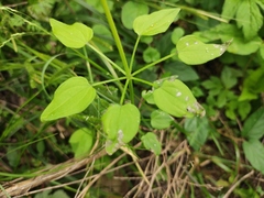 Rubia cordifolia