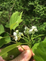 Crataegus brainerdii