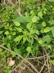 Rubia cordifolia