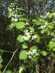 Crataegus brainerdii