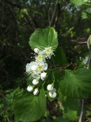 Crataegus brainerdii