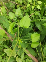 Rubia cordifolia