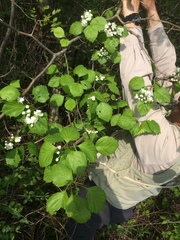Crataegus brainerdii