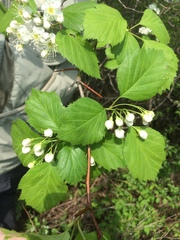 Crataegus brainerdii