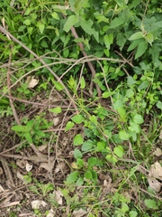 Rubia cordifolia