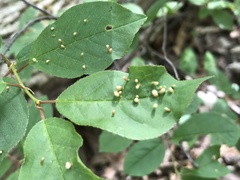 Eriophyes emarginatae