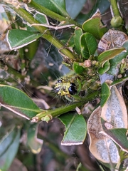 Cydalima perspectalis