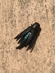 Spectralia robusta
