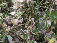 Cydalima perspectalis