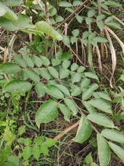 Aralia decaisneana