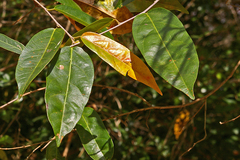 Cleistanthus schlechteri