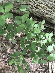 Eriophyes emarginatae