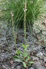 Verbena carnea
