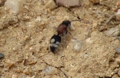 Ronisia