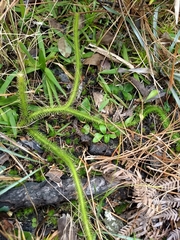 Lycopodiella