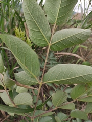 Aralia decaisneana