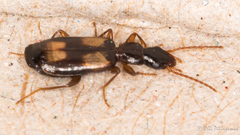 Calodromius spilotus