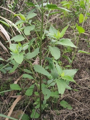 Eupatorium chinense
