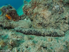 Holothuria mammata