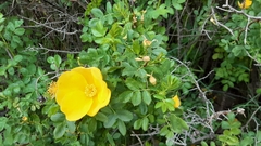 Rosa foetida