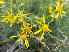Senecio flaccidus flaccidus