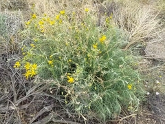 Senecio flaccidus flaccidus