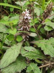 Ajuga decumbens