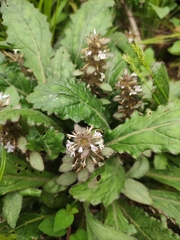Ajuga decumbens