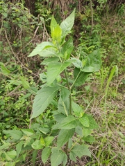 Eupatorium chinense
