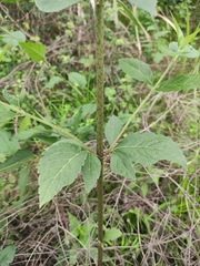 Eupatorium chinense