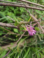 Corydalis edulis