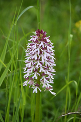 Orchis × hybrida