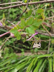 Corydalis edulis