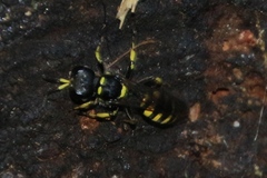 Ectemnius cephalotes