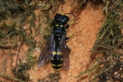 Ectemnius cephalotes