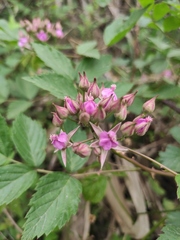 Rubus coreanus