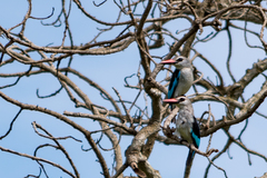 Halcyon senegalensis