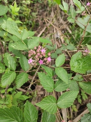 Rubus coreanus