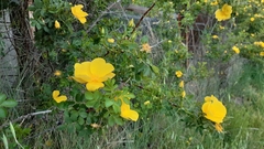 Rosa foetida