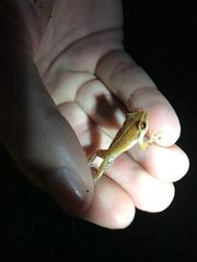 Eleutherodactylus antillensis