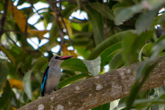Halcyon senegalensis