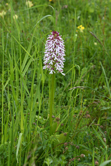 Orchis × hybrida
