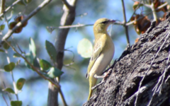Ploceus velatus