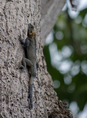 Agama mucosoensis