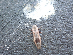 Agrilus lecontei