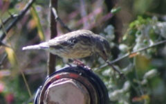 Crithagra atrogularis semideserti