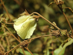 Hibiscus diversifolius