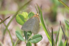 Sitochroa dasconalis